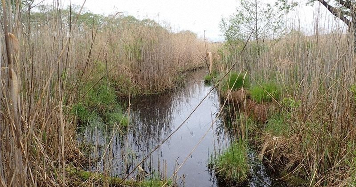 Rare salamander larvae found at planned Hokkaido solar site, raising conservation concerns